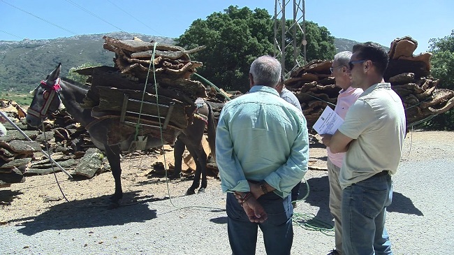 La campaña de extracción del corcho en los montes públicos de Tarifa evoluciona satisfactoriamente.