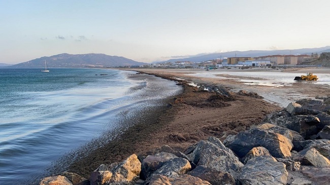 Tarifa recibe una subvención 150 mil euros para la retirada del alga invasora