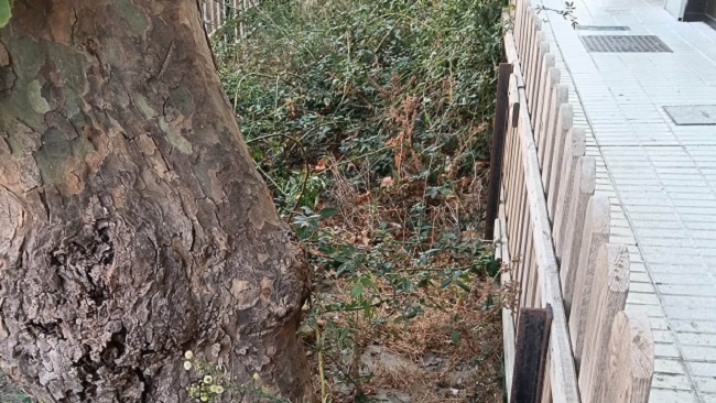 FOTO DENUNCIA CIUDADANA | TARIFA SIGUE EN ABANDONO