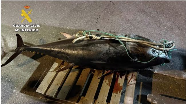 La Guardia Civil intercepta en Tarifa más de 200 kilos de atún rojo capturado de forma ilegal